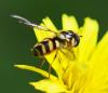 Dasysyrphus albostriatus